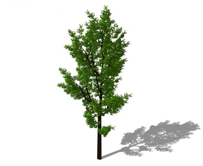 Sketchup素材模型|3D植物树SU模型素材组件