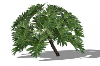 Sketchup素材模型|3D植物树SU模型素材组件-BIM建筑网