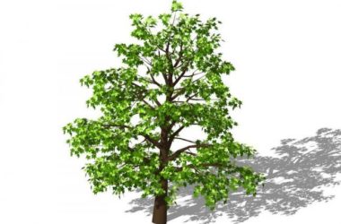 Sketchup素材模型|3D植物树SU模型素材组件-BIM建筑网