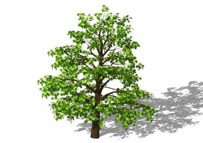 Sketchup素材模型|3D植物树SU模型素材组件