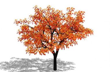 Sketchup素材模型|3D植物树SU模型素材组件-BIM建筑网