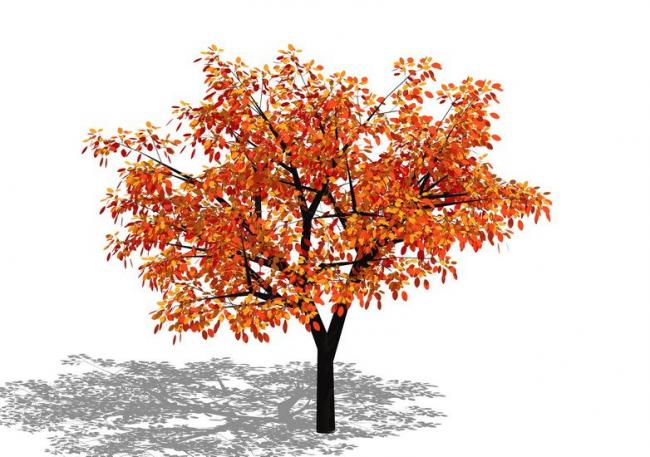 Sketchup素材模型|3D植物树SU模型素材组件