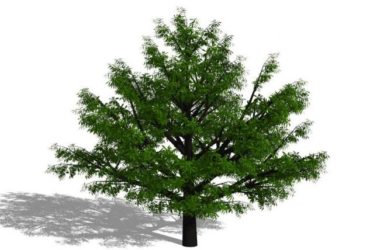 Sketchup素材模型|3D植物树SU模型素材组件-BIM建筑网