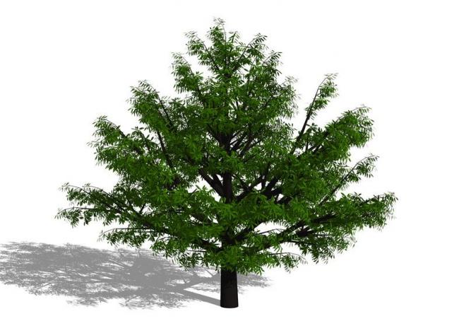 Sketchup素材模型|3D植物树SU模型素材组件