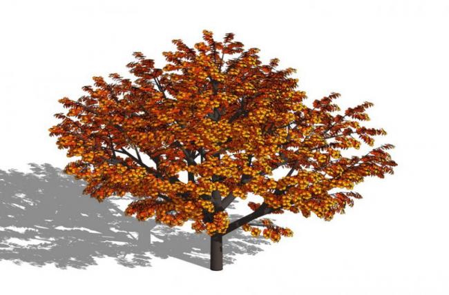 Sketchup素材模型|3D植物树SU模型素材组件