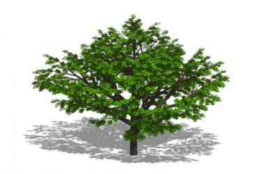 Sketchup素材模型|3D植物树SU模型素材组件-BIM建筑网