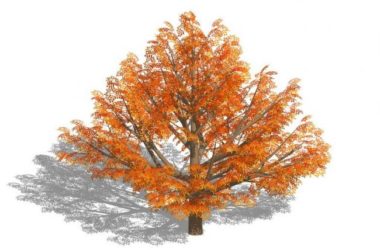 Sketchup素材模型|3D植物树SU模型素材组件-BIM建筑网