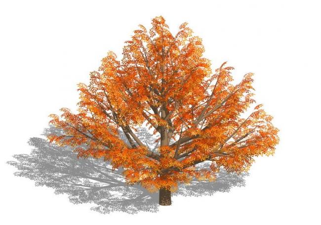 Sketchup素材模型|3D植物树SU模型素材组件