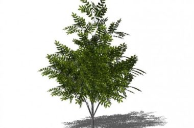 Sketchup素材模型|3D植物树SU模型素材组件-BIM建筑网