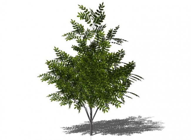 Sketchup素材模型|3D植物树SU模型素材组件