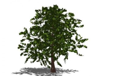 Sketchup素材模型|3D植物树SU模型素材组件-BIM建筑网