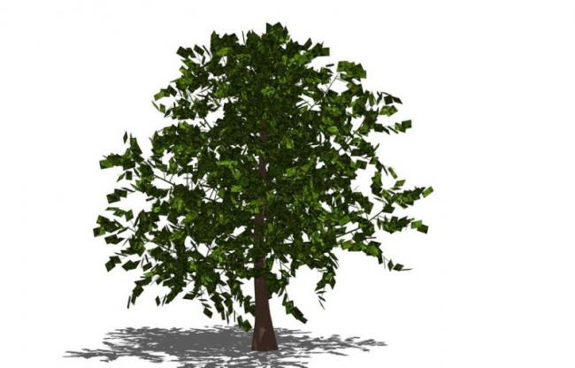 Sketchup素材模型|3D植物树SU模型素材组件