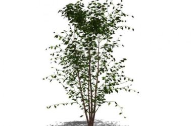 Sketchup素材模型|3D植物树SU模型素材组件-BIM建筑网