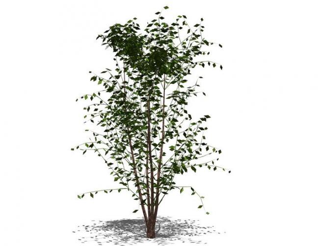 Sketchup素材模型|3D植物树SU模型素材组件