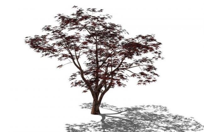 Sketchup素材模型|3D植物树SU模型素材组件