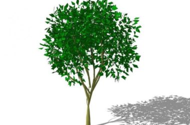 Sketchup素材模型|3D植物树SU模型素材组件-BIM建筑网