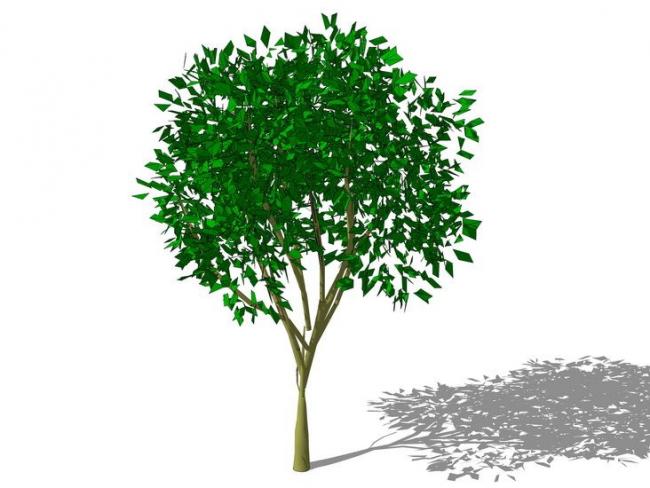 Sketchup素材模型|3D植物树SU模型素材组件