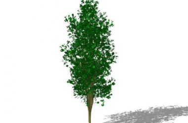 Sketchup素材模型|3D植物树SU模型素材组件-BIM建筑网