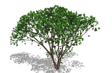 Sketchup素材模型|3D植物树SU模型素材组件-BIM建筑网