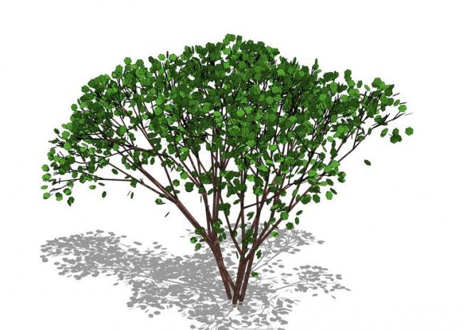Sketchup素材模型|3D植物树SU模型素材组件