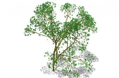 Sketchup素材模型|3D植物树SU模型素材组件-BIM建筑网