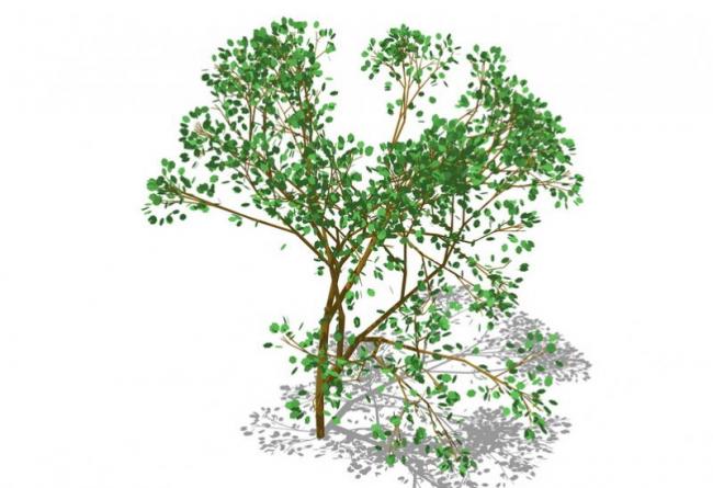 Sketchup素材模型|3D植物树SU模型素材组件