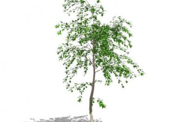 Sketchup素材模型|3D植物树SU模型素材组件-BIM建筑网