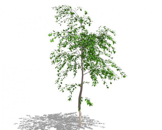 Sketchup素材模型|3D植物树SU模型素材组件