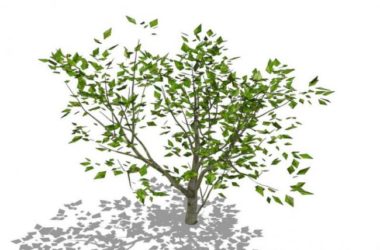 Sketchup素材模型|3D植物树SU模型素材组件-BIM建筑网