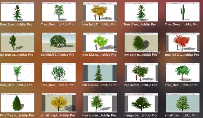 Sketchup素材模型|景观植物树模型组件素材