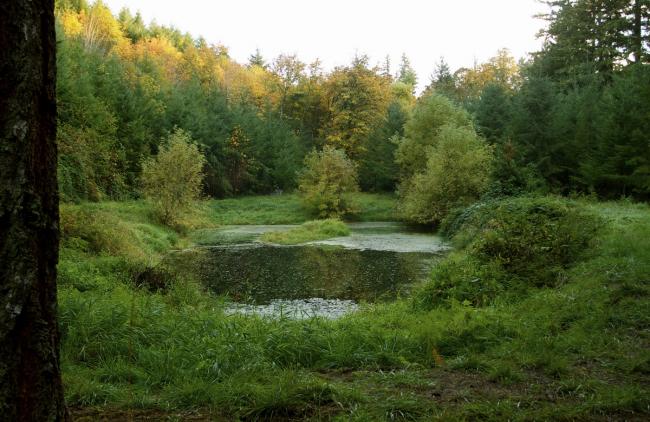 BIM建筑|与丛林共居——纽伯格私宅 / Cutler Anderson Architects