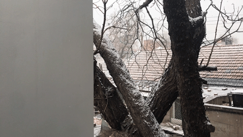 BIM建筑|樹院 / 兼建筑