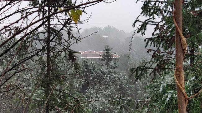 BIM建筑|仿佛丛林里的探险奇遇：安徽齐云山自由家树屋“飞碟” / 境澜建筑