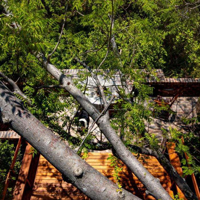 BIM建筑|清幽简居，消隐于森林：南非狭长之宅