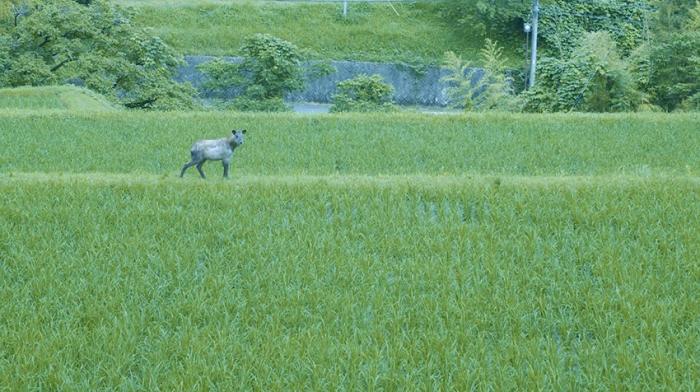 BIM建筑|捕捉日本一座175岁老屋之美