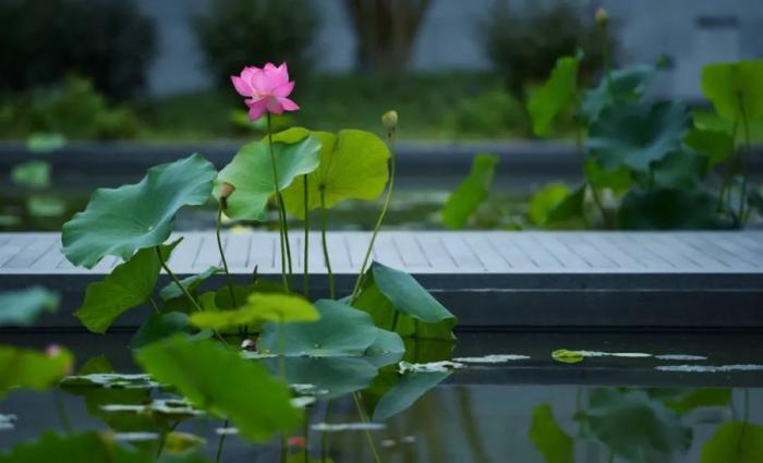 BIM建筑|向往的生活，魔都竟有这样一处诗意田园！