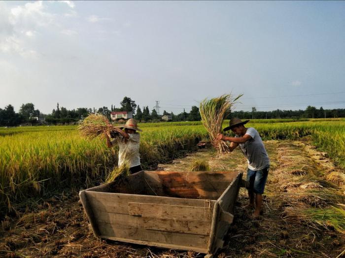 BIM建筑|金城社区五统一公共空间 / 时地建筑工作室