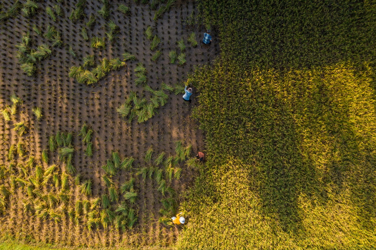 BIM建筑|稻田·树下·椒园 / 重庆悦集建筑设计事务所