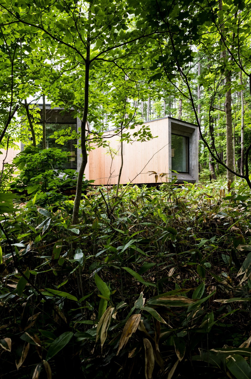 BIM建筑|北海道森林小屋，延伸的“触角” / Florian Busch Architects