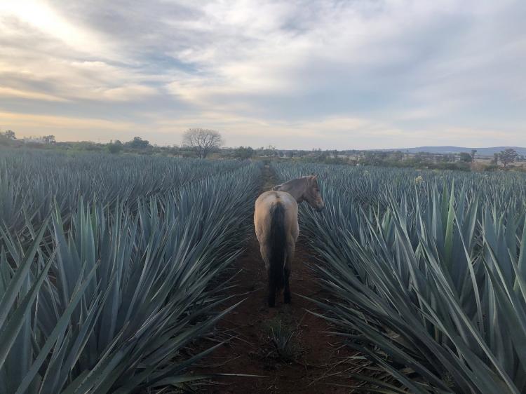 BIM建筑|瓜达拉哈拉机场2号航站楼：CRTKL为墨西哥古城打造净零交通枢纽