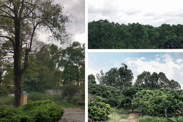 BIM建筑|松山湖科技交流平台 | 迹·建筑事务所(TAO)