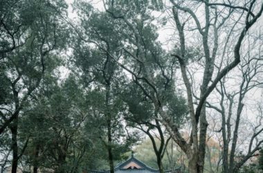 BIM建筑|南昌市八一公园梁书美术馆改造/XAA建筑事务所-BIM建筑网