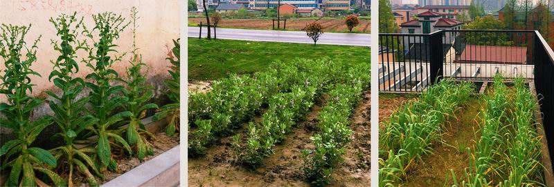 BIM建筑|登上福布斯的建筑师，用70w造出400平的“梯田之家” / 丰间建筑事务所