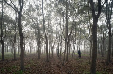 BIM建筑|树林里的图书室：自然向建筑的转译/空间里-BIM建筑网