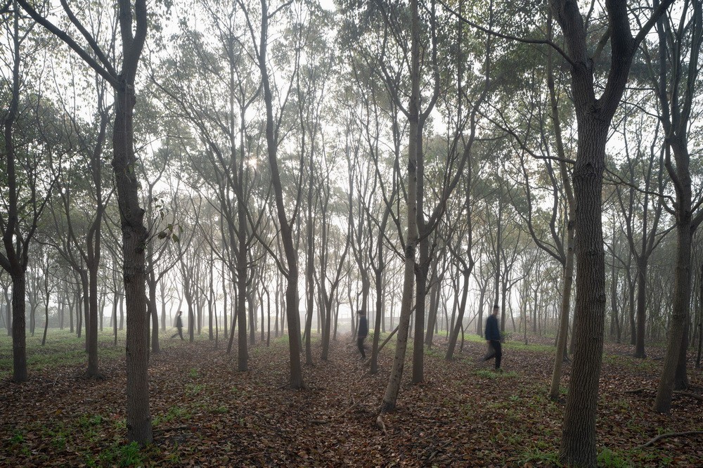 BIM建筑|树林里的图书室：自然向建筑的转译/空间里