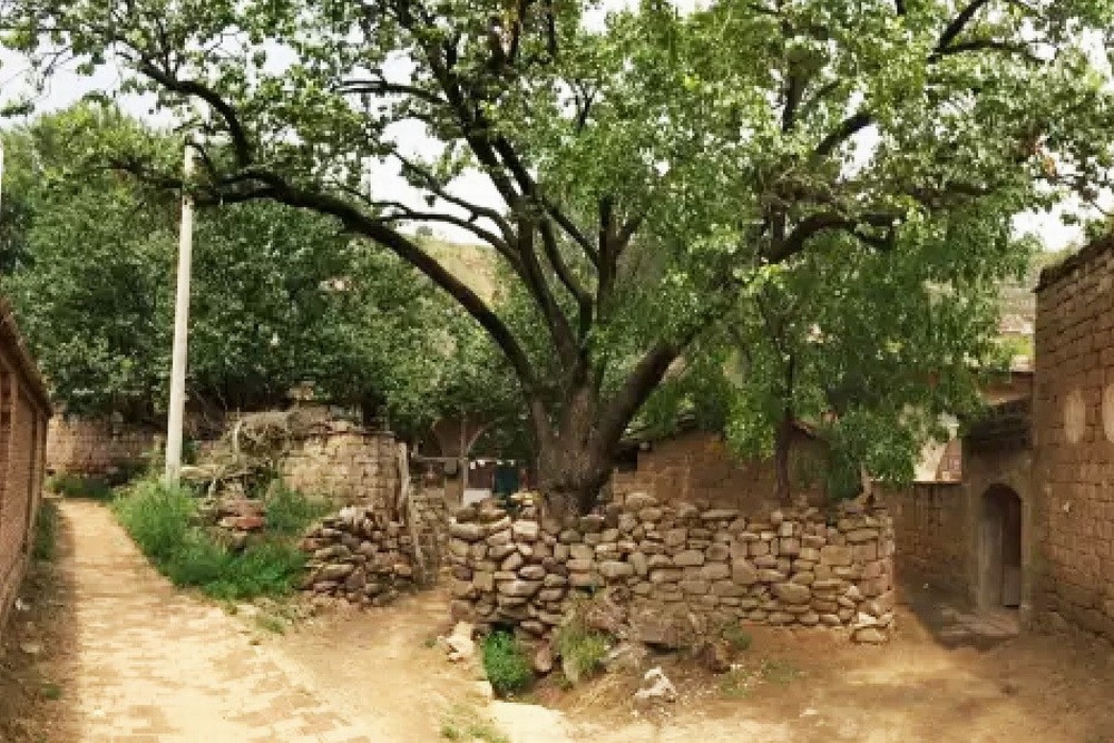 BIM建筑|观点访谈 | 如何在中国乡村，上一个有尊严的厕所？