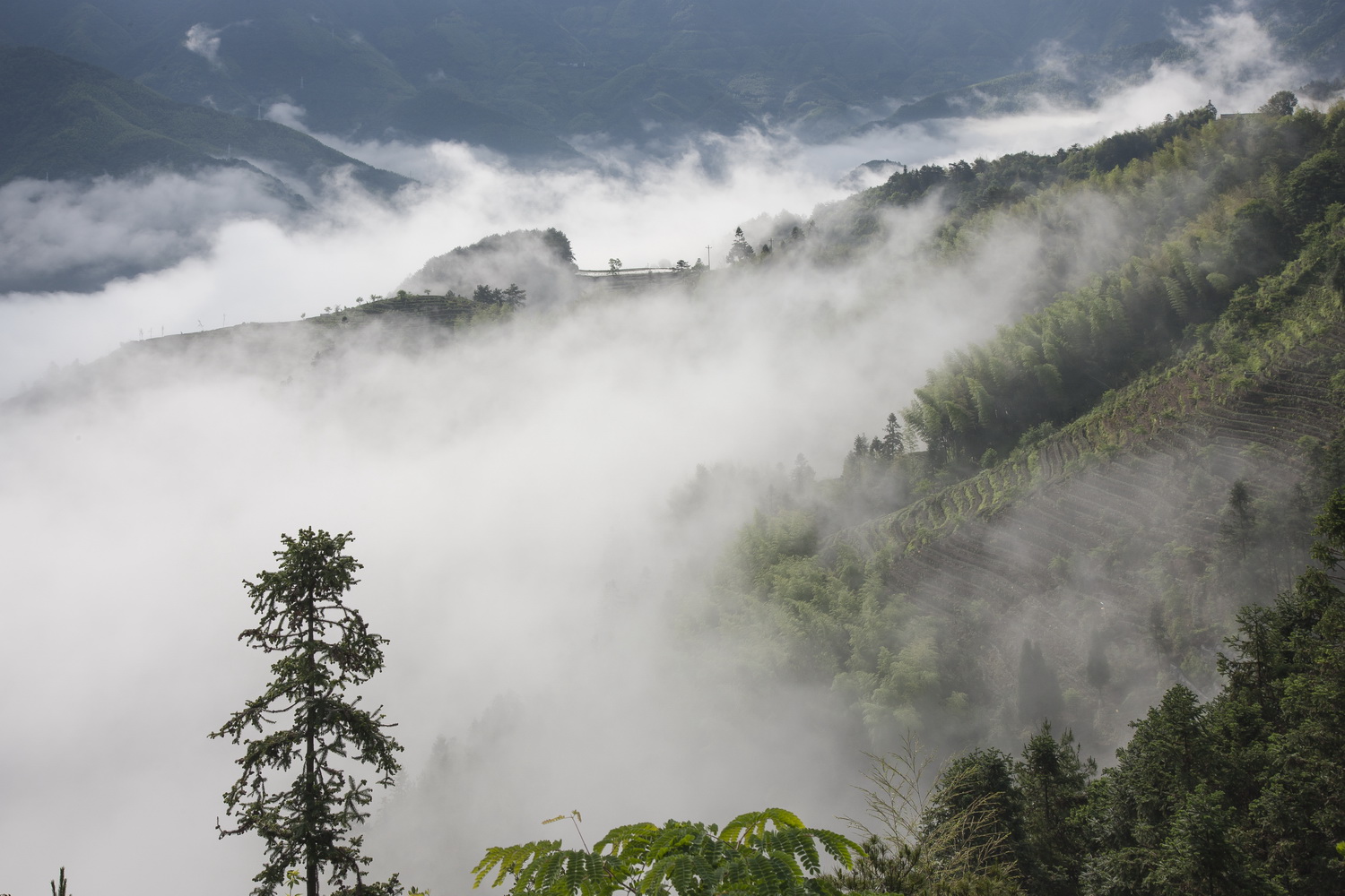 BIM建筑|景宁惠明茶工坊/ DnA_Design and Architecture