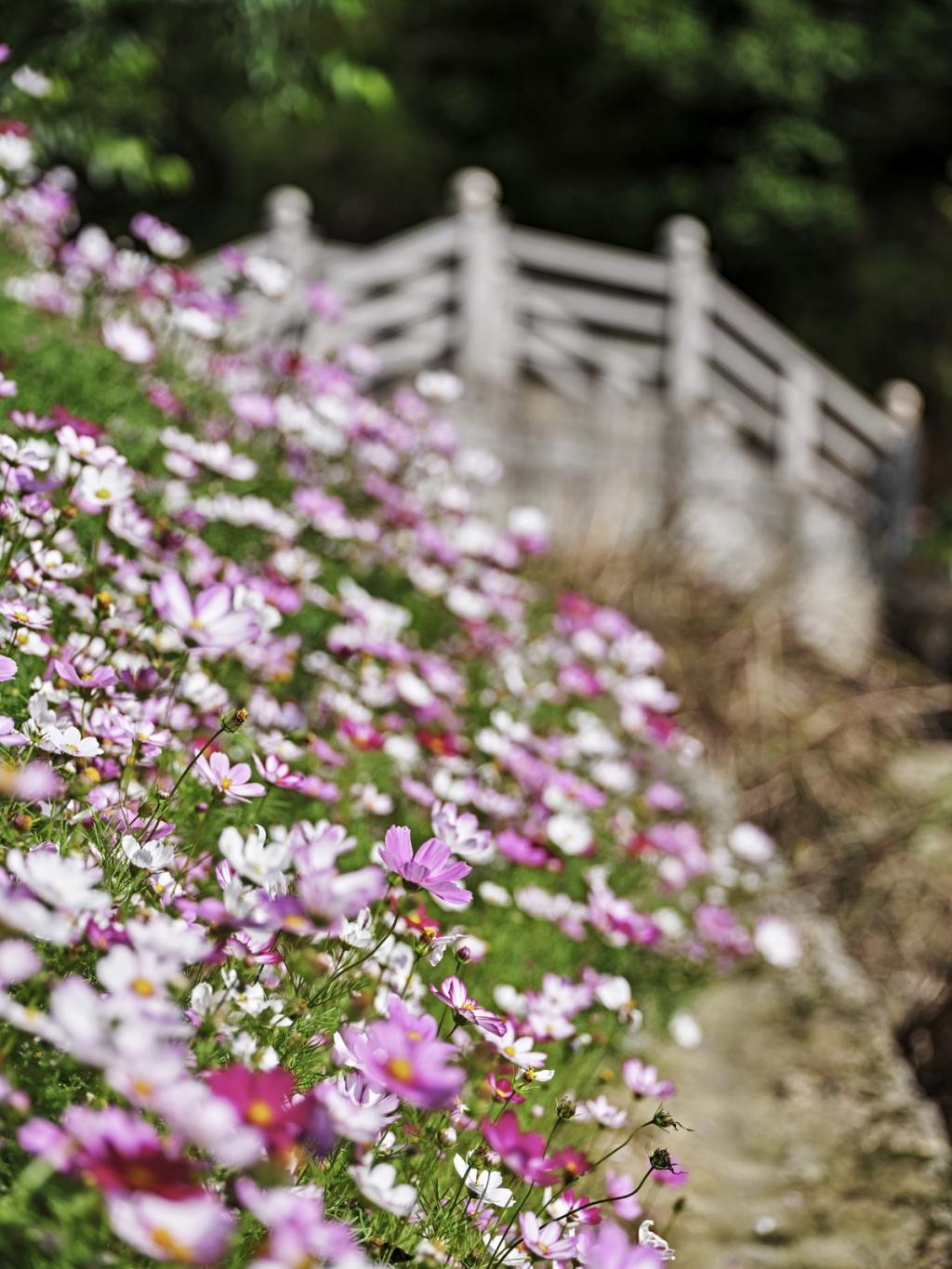 BIM建筑|山禅水定——大和禅院扩建设计 / 上海善祥建筑