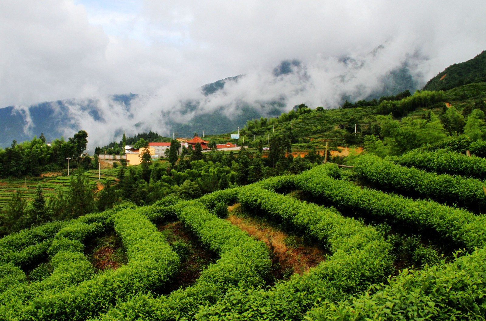 BIM建筑|景宁惠明茶工坊/ DnA_Design and Architecture