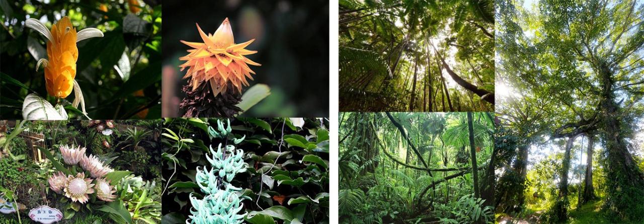 BIM建筑|雨林里的“繁花”：西双版纳景兰国际会议度假酒店 / 纲亚建筑+本土实践(广州）